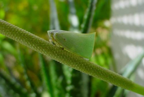 Flatopsis nivea