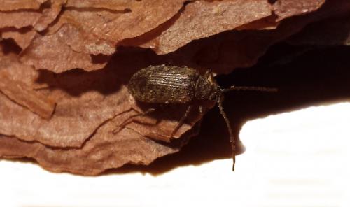 Gerandryus aetnensis