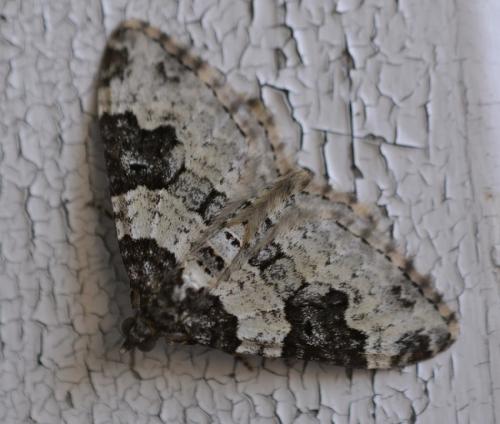 Xanthorhoe fluctuata
