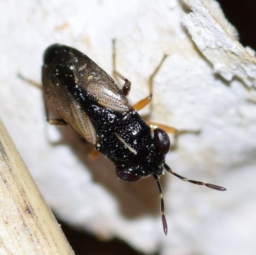 Geocoris ater