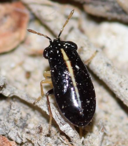 Geocoris ater