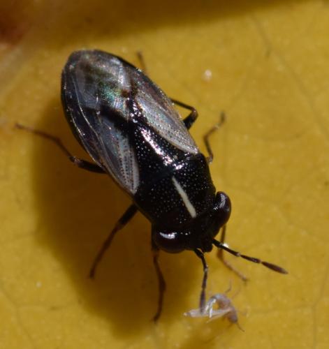 Réf. 172 909 : Geocoris lineola