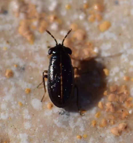 Réf. 172 910 : Geocoris lineola