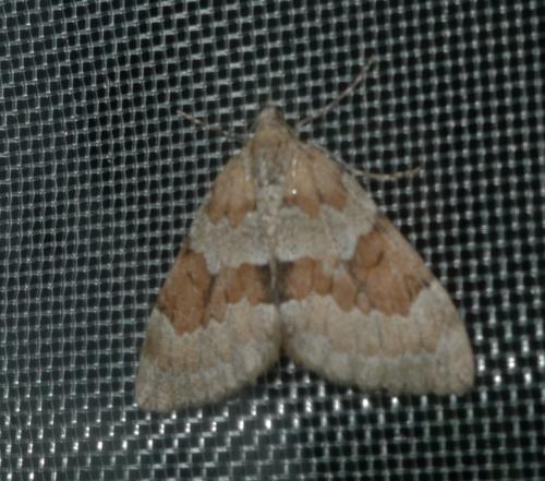 Réf. 172 293 : Thera obeliscata