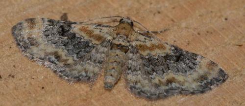 Eupithecia sp.