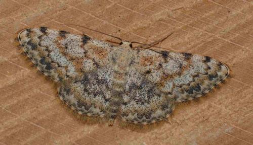 Scopula rufomixtaria