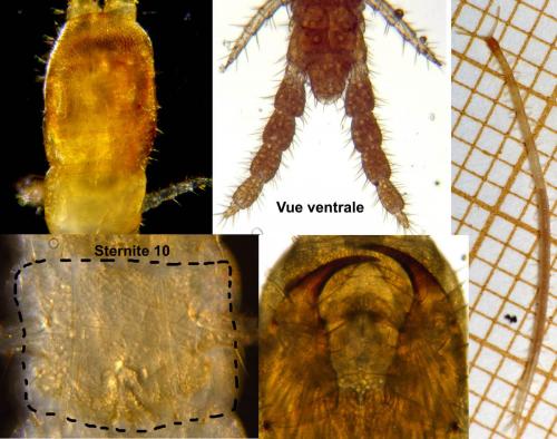 Schendyla nemorensis