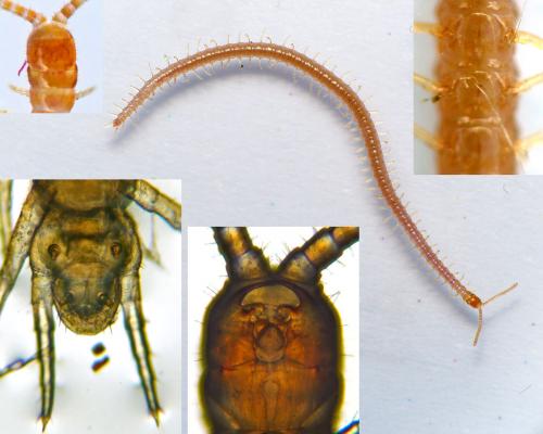 Réf. 172 594 : Strigamia sp.