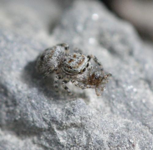 Attulus sp.