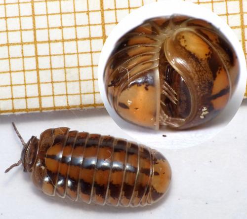 Glomeris connexa