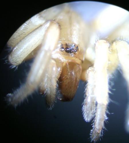 Réf. 172 149 : Haplodrassus sp.