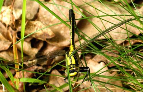 Réf. 172 010 : Gomphus vulgatissimus