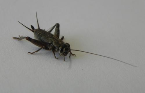 Eumodicogryllus bordigalensis bordigalensis