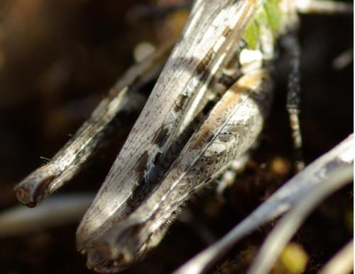 Réf. 172 145 : Omocestus petraeus