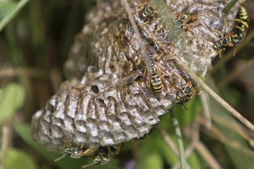 Polistes nimpha