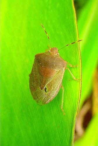 Nezara viridula