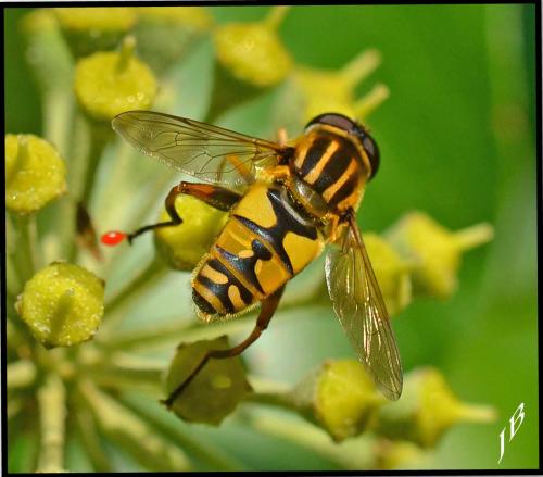 Helophilus pendulus