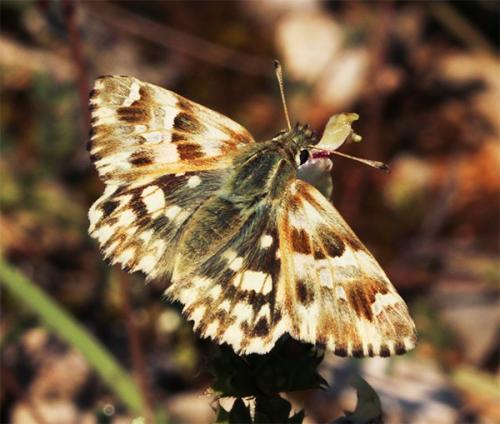 Réf. 172 190 : Carcharodus lavatherae