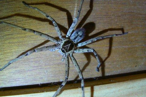 Réf. 172 818 : Heteropoda venatoria