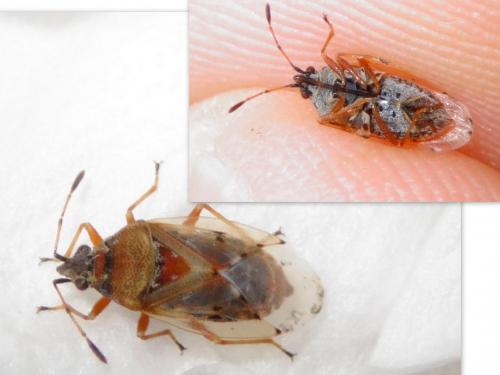Kleidocerys resedae