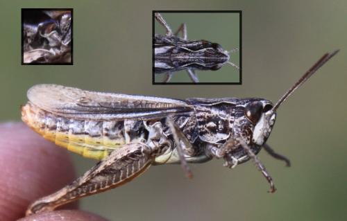 Chorthippus apricarius apricarius