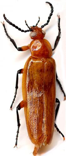 Horia fabriciana