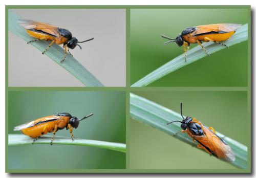 Arge ochropus