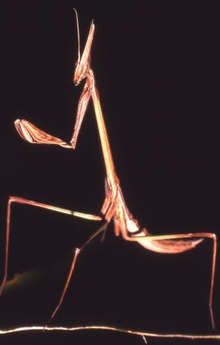 Idolomorpha madagascariensis