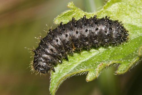 Réf. 172 239 : Galerucinae inconnu