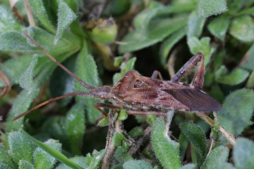 Leptoglossus occidentalis