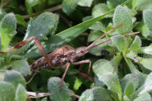 Leptoglossus occidentalis