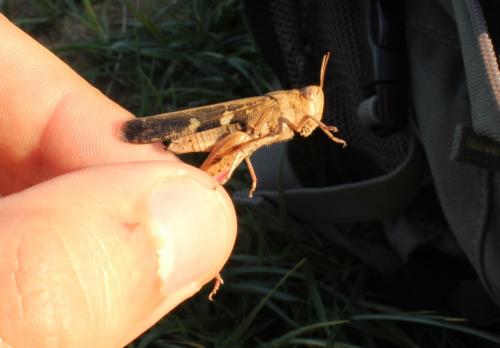 Aiolopus strepens