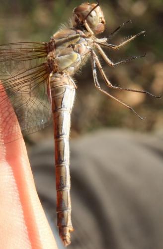 Sympetrum striolatum