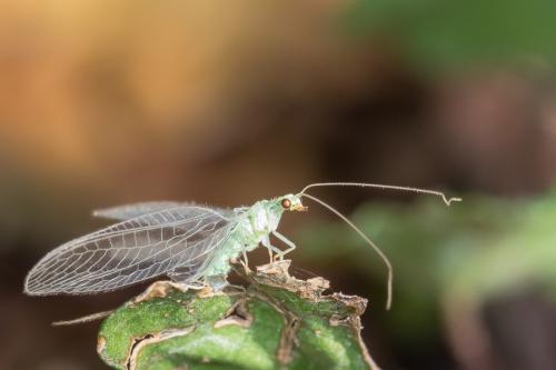 Réf. 172 826 : Chrysoperla sp.