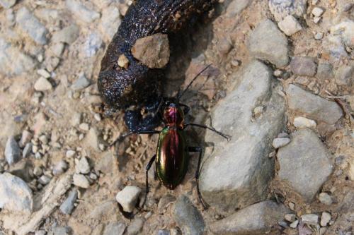 Réf. 172 558 : Carabus splendens