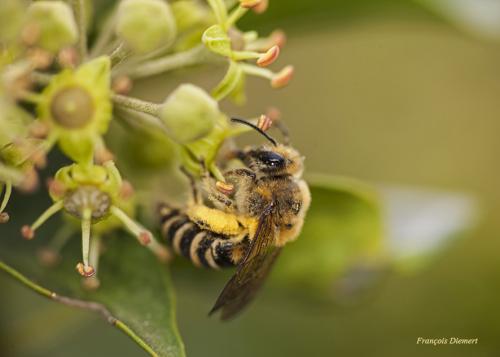 Réf. 172 556 : Colletes hederae