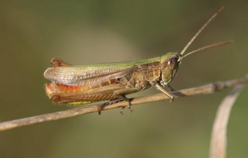 Réf. 172 628 : Chorthippus dorsatus dorsatus