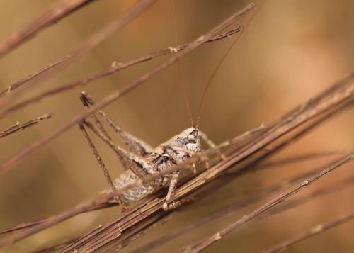 Réf. 172 820 : Antaxius spinibrachius