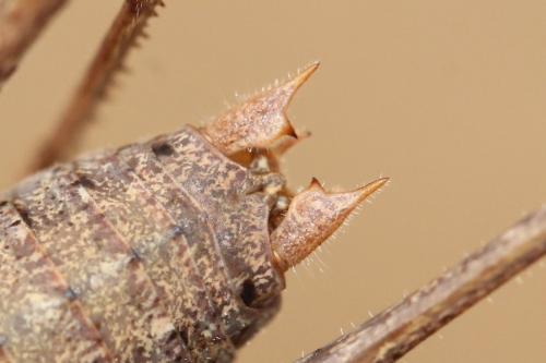 Réf. 172 821 : Antaxius spinibrachius
