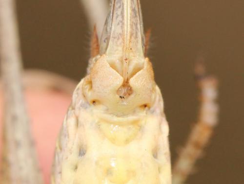 Réf. 172 824 : Antaxius spinibrachius