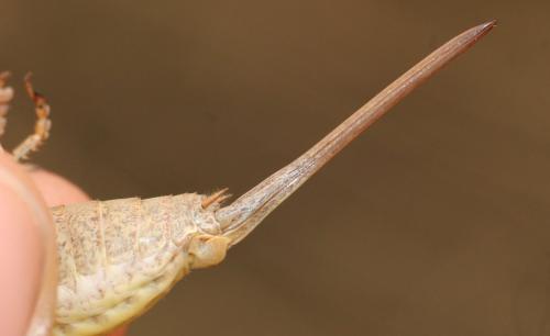 Réf. 172 825 : Antaxius spinibrachius