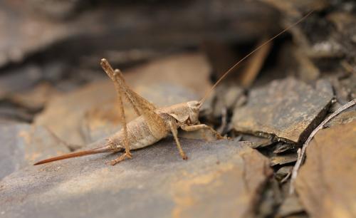 Réf. 172 823 : Antaxius spinibrachius