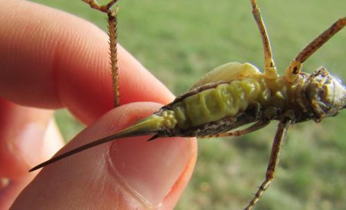 Rhacocleis poneli