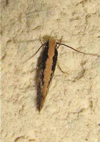 Monopis crocicapitella