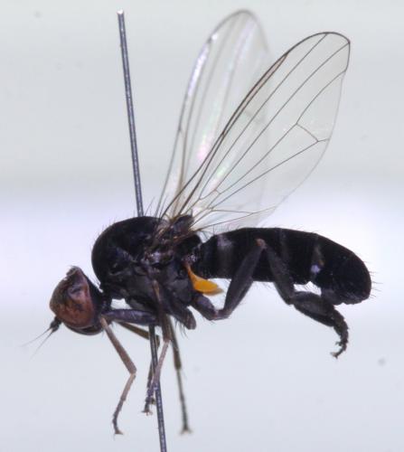 Callomyia amoena