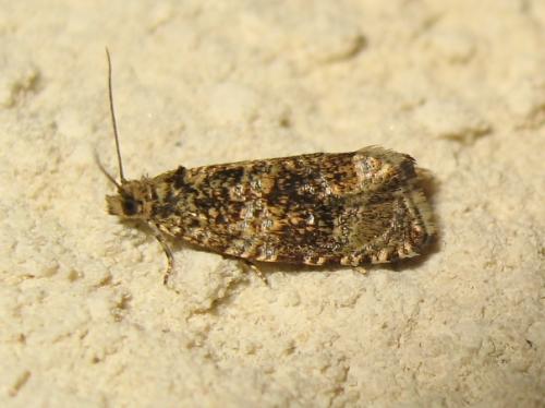 Celypha lacunana