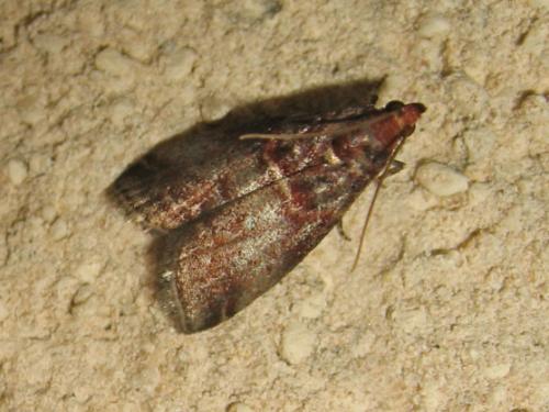 Réf. 172 033 : Acrobasis advenella