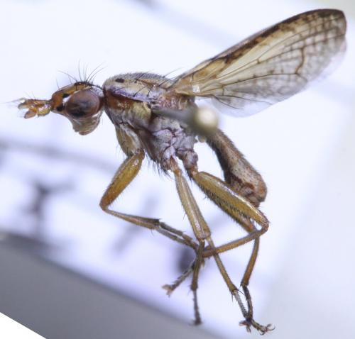 Réf. 172 347 : Coremacera catenata