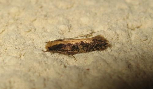 Réf. 172 619 : Monopis crocicapitella
