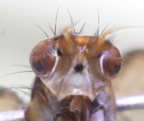 Réf. 172 348 : Coremacera catenata